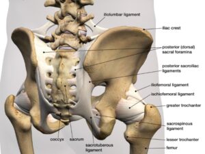  ilustración de la anatomía de la cadera, con huesos y ligamentos
