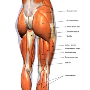 illustratie van spieren in heupen en dijen, tot net onder de knie